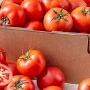 토마토 수영장 이미지