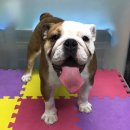 로이종합동물병원 이미지