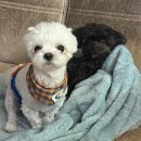 채씨 고집불통 | BARCELONA🇪🇸 (1)