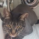 이쁘냥 고양이미용실 서대문점 이미지