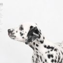 덕수네애견 이미지