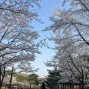 방화근린공원 | 강서구 벚꽃놀이 방화근린공원 후기