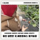택양농장 | 아기랑 가기 좋은 용인 딸기농장 | 헤븐온어스 딸기체험 + 동물먹이주기 + 군고구마까지