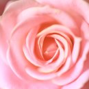 상록꽃화원 이미지