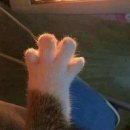 고양이발 이미지