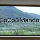 망고펜션 | 밀양펜션 코코앤망고 친구들과 강아지까지 함께한 힐링 여행 후기