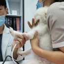 데일리동물병원 이미지