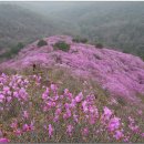 꽃피는, 삼천리금수강산/ 황지우 이미지