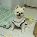 331멍발소 네이버블로그