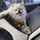 (주)덕양에코 | 일산 화정 24시 동물병원, 탑케어동물의료원 내돈내산 고양이건강검진 후기(비용 시간 항목)