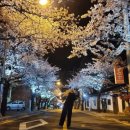 2024년 제21회 통영가요제 | 🌸 통영 봉숫골 벚꽃축제 일정, 후기 (3/29 실시간 개화상태)