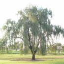 버드나무 이미지