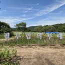 봉평메밀꽃막국수 이미지