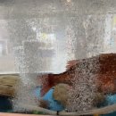 야음상가시장 이미지