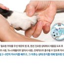 샤이니독 네이버블로그