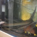 거북선탐라정 이미지