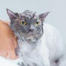 더헤어그루밍