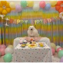 일산애견호텔 강아지유치원 맘바이일산점 이미지