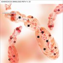 Echinococcus granulosus 단방조충/포낭충/개촌충 이미지