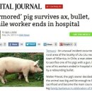 총알돼지 이미지