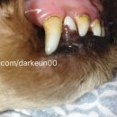 이앤박동물병원 이미지