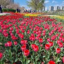 튤립 이미지
