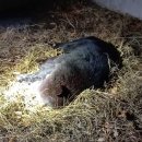 부실농장 이미지