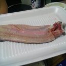 금강민물장어 이미지