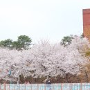 천호지공원 | 천안 벚꽃 명소 천호지 단대 호수공원 놀거리 데이트 코스