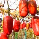 담비농장 이미지