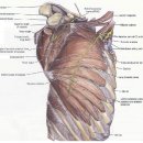 근육학(MPS, 트리거포인트)에서 : 전거근(Serratus Anterior) - 장흉신경(Long thoracic nerve) 이미지