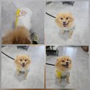 천안시 동물보호센터 동물병원 이미지