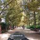 메타세쿼이아랜드 이미지