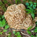 수리봉농장 이미지