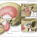 Re: Diagnosis and Treatment of Temporomandibular Disorders 이미지