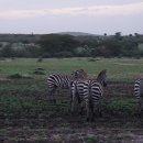 아프리카 7개국 종단 배낭여행 이야기 (8) 케냐(7).....사파리 마지막날 이미지