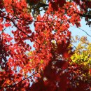 이천산수유마을 이미지