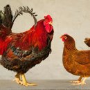 원종축산 이미지