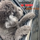 광주광역시펫택시,광주애견유치원:멍댕이유치원