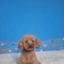 몽쉘몽봉 이미지