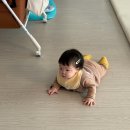 네발라이프 | 육아일기 👶🏻 | 8개월 성장일기 (네발기기 안하는 아기, 첫 단어)