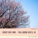안양천로(목5동 이대목동병원) | 안양천 벚꽃 개화 - 목동 열병합 발전소 앞 벚꽃 터널