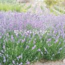 내곡(남부) 이미지