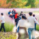 2026인제가을꽃축제 뚜벅이 완벽 정복, 버스로 떠나는 용대리 가을꽃 힐링 여행 이미지