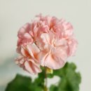 고운아침