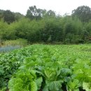 보리수농장 이미지