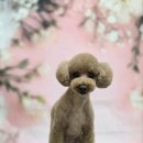 블랑드펫 이미지