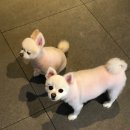 피터펫카페