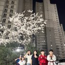 용인대 힐스 국가대표 태권도장 | (진접읍 태권도) 진접 용인대송라태권도장 4월 벚꽃놀이