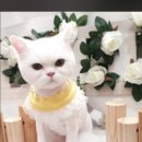 늘푸른 애견샵 이미지